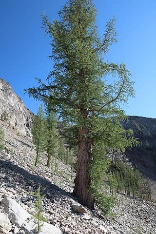 a giant larch