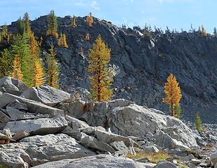 Larches in the upper basin