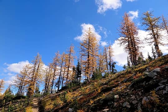 Line of larches on the crest between basins