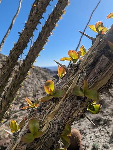 Ocotillo starting to leaf out