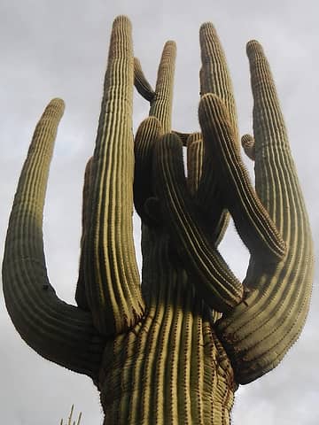 saguaros grow big in the Superstitions