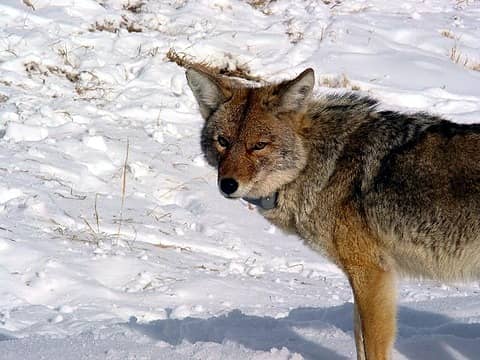coyote (note radio collar)
