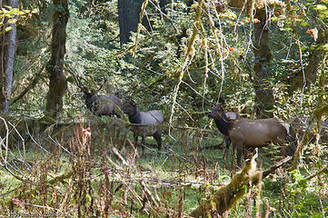 Bull Elk and his ladies