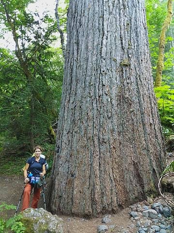 Big old growth cedars
