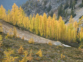 More Larch