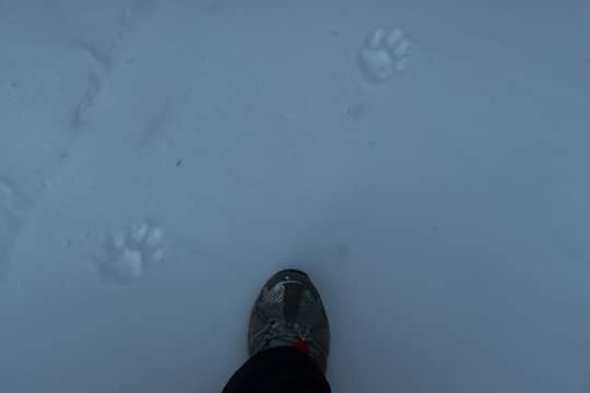 One set of small kitty tracks that I followed for quite awhile