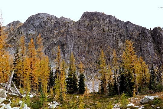 Larches below the wall