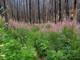 Brush & fireweed along the trail