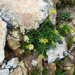 Flowers amid the rocks on Devore