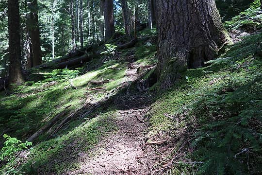 the ancient Drop Creek trail