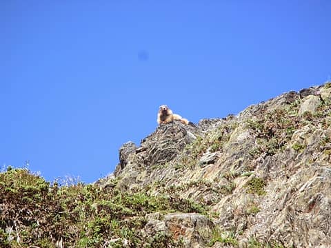 marmot sighting on the descent