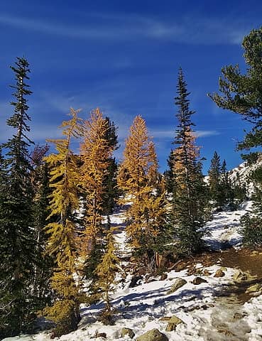 Larch lost on the wrong side of Ingalls Pass