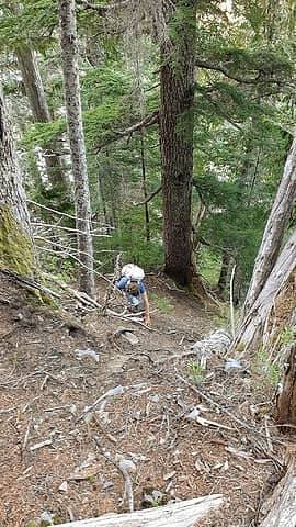steep pine needle covered slope
