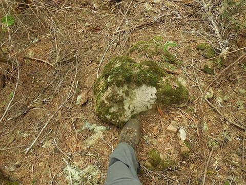 foot next to the summit rock (wooded summit) of Prospect Ridge, 3812'