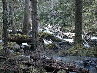 Log jam (background) diverts water onto trail (foreground)