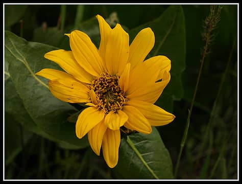 Balsamroot Flower