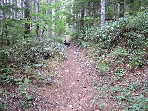 Divide Trail on roadbed