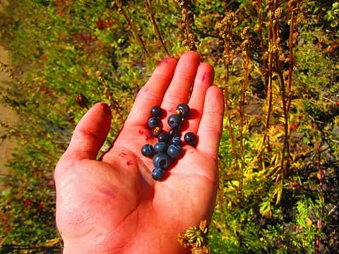 berries galore