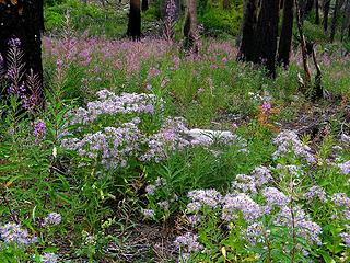 Cascade asters & fireweed