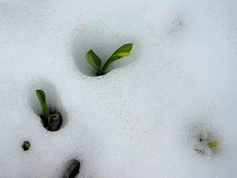 Glacier lilies in the snow