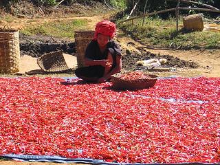 It was harvest time for hot peppers, and they were drying in the sun everywhere.