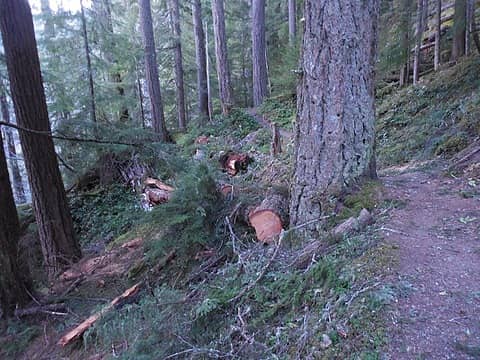 Recent log work near the start of the trail (big blowdowns)