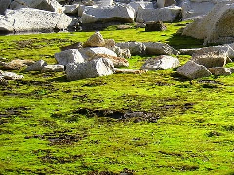 granite and moss