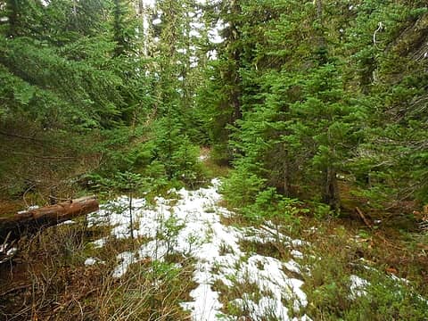 brushy portion of trail