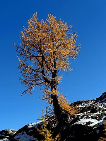 Sentinel larch standing above the outlet