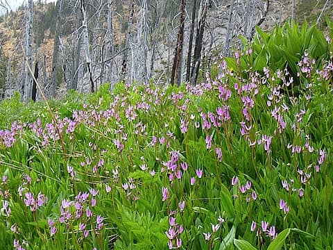 Fields of Shooting stars (Dodecatheon)