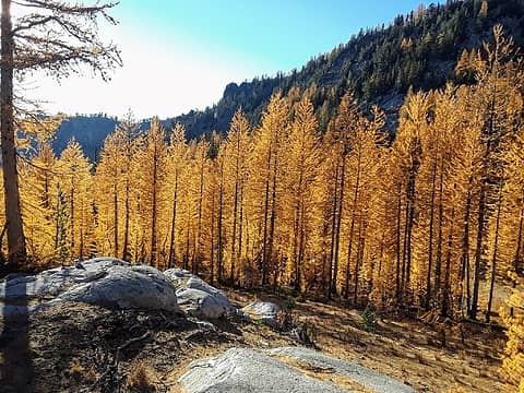 Endless larch groves