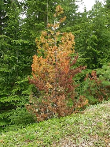 interesting reds on a dying pine