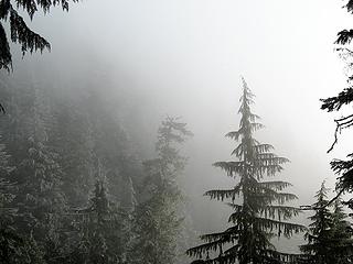 Misty Forest Slope