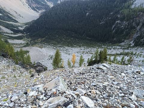 lone yellow larch below the traverse