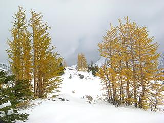 Stands of Larches