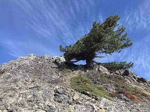 Bushy tree at French Chin Summit