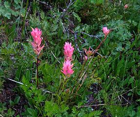 Pink paintbrush in the lower brush
