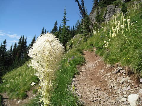 Tolmie Peak Trail (Grizzy)