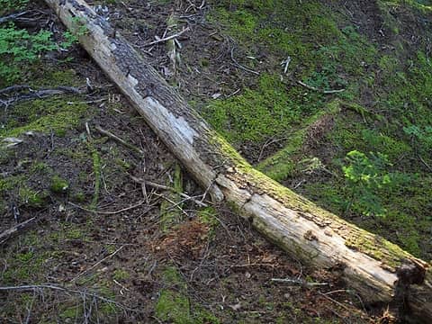 logs being absorbed into the soil