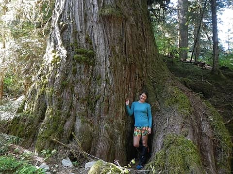 large cedar