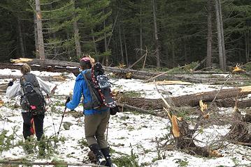 Check out the height of scars on trees in the background where the avalanche bottomed out!