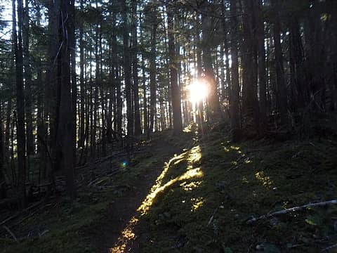 morning sunlight through the trees on the Long Ridge trail.