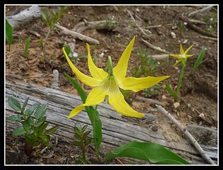 Glacier Lily