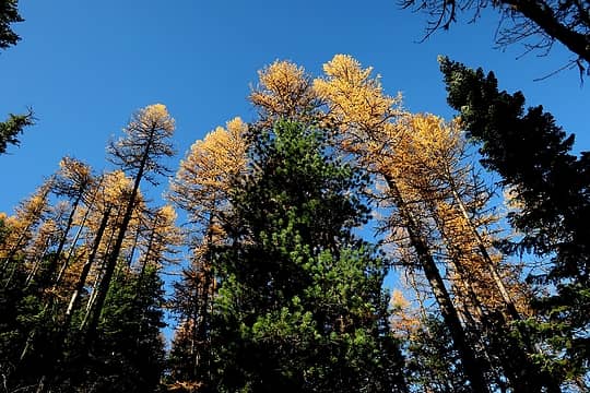 Tall larches mixed with pines and firs