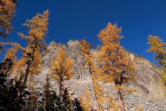 Larches alongside the trail down