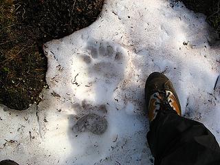 Bear track on the trail