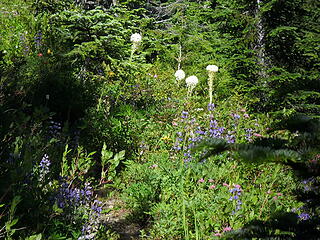Wildflowers blooming along the trail