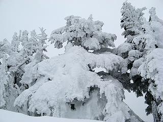 Mother of Snowy Trees