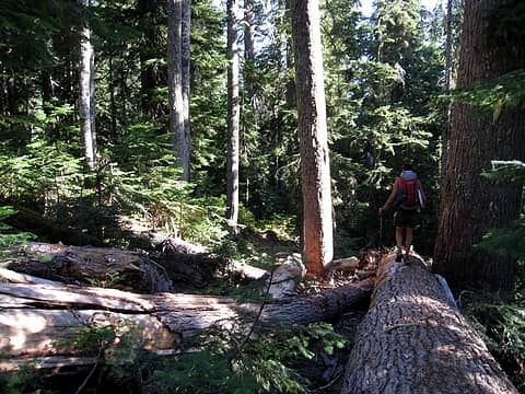 playing on the downed old growth