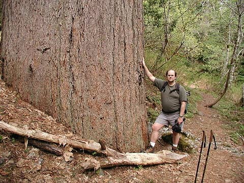 Slugman and big tree